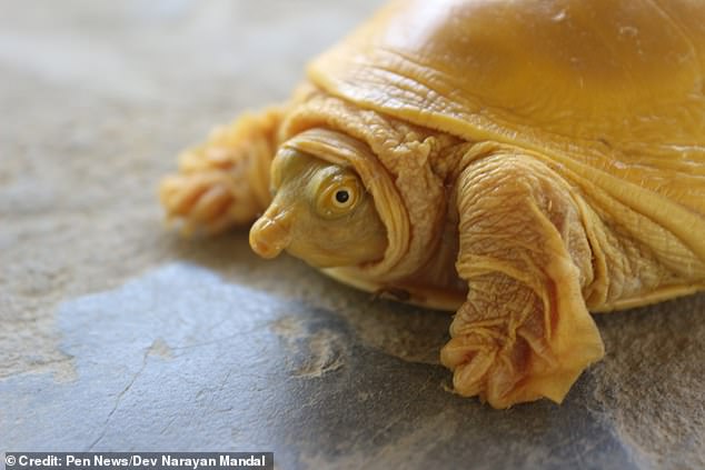 The creature gets its unique colouration from an ultra-rare genetic mutation that alters its pigmentation. It is believed to be only the fifth time a golden turtle of the species Lissemys punctata andersoni has been spotted worldwide