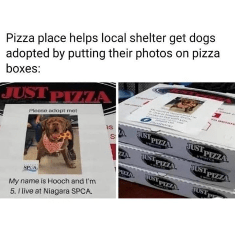 Pizza place helps local shelter get dogs adopted by putting their photos on pizza boxes: JUST PIZZA Please adopt met My name is Hooch and I'm 5. I live at Niagara SPCA. is S ELA. WELA JUST PIZZA JUST PIZZA. JUST PIZZA JUST PIZZA JUST PIZZA JUST P