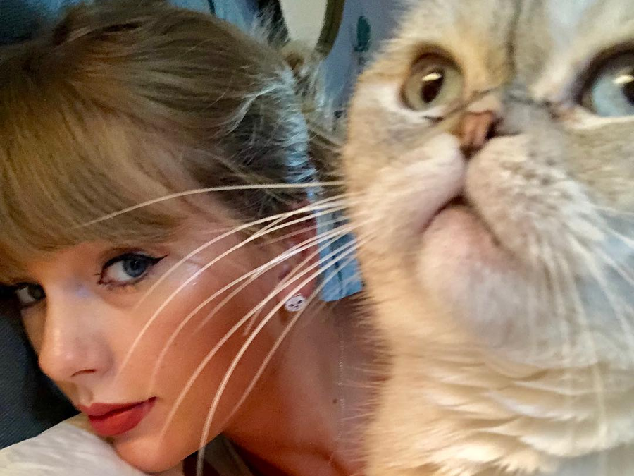 taylor swift cat olivia benson