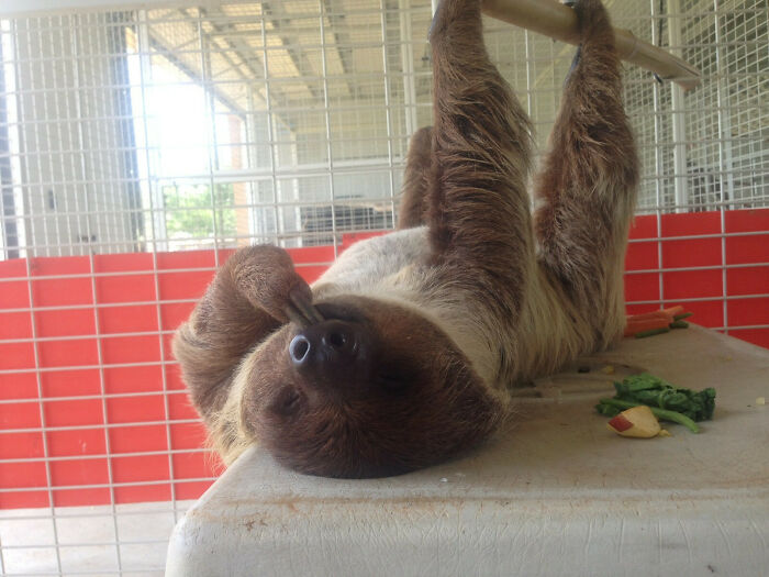 My Sister Works For A Wildlife Reserve And Took A Picture Of This Happy Sleeping Sloth