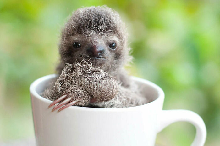 This Is A Baby Sloth In A Tea Cup