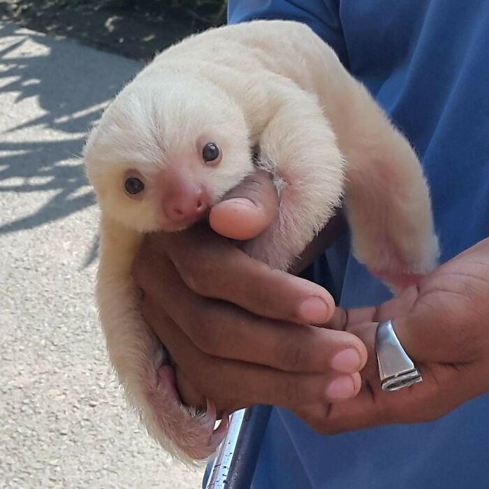 Baby Sloth