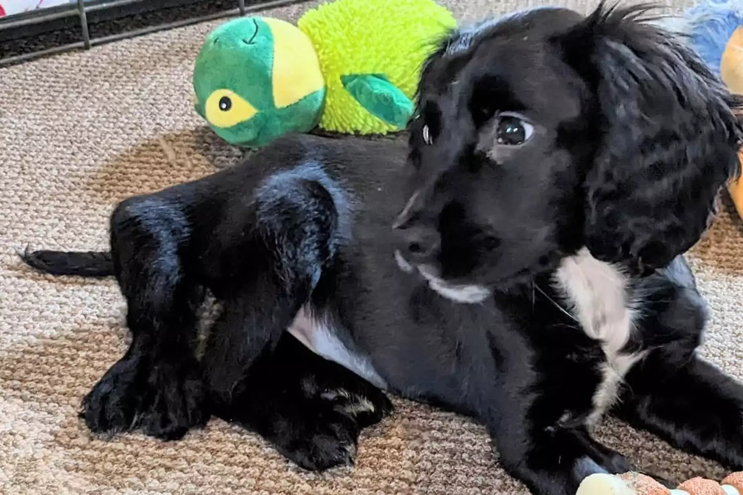 Dog Born with Six Legs Stuns Rescue After She Is Found Abandoned in Parking LotÂ 