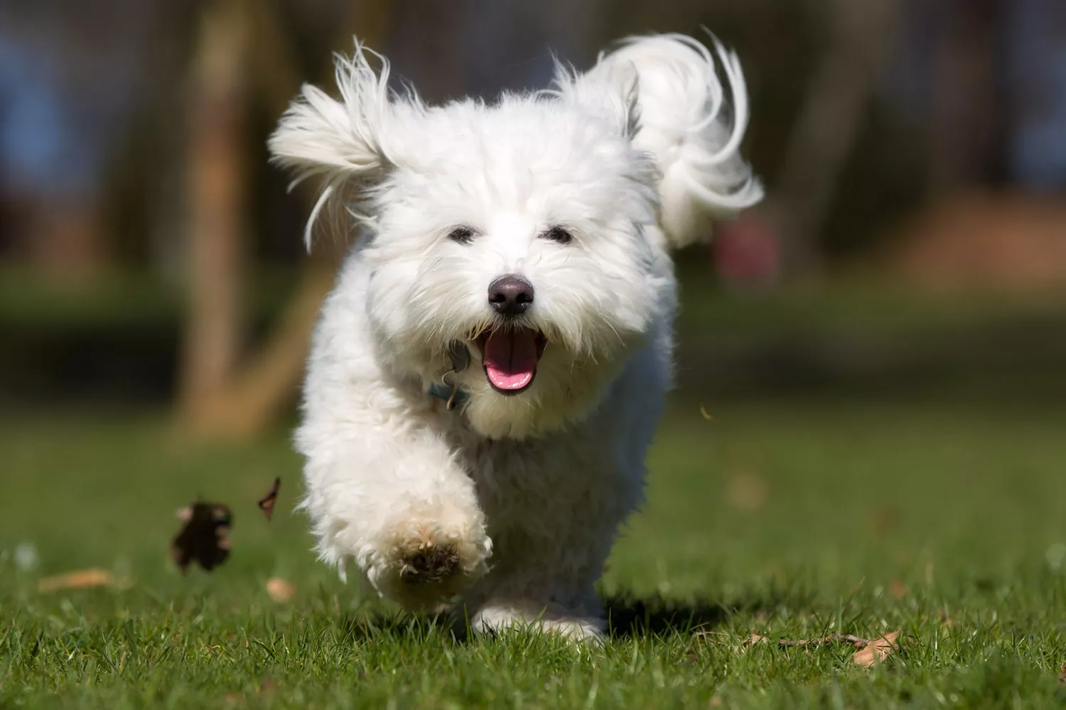 young coton de tulear running in park