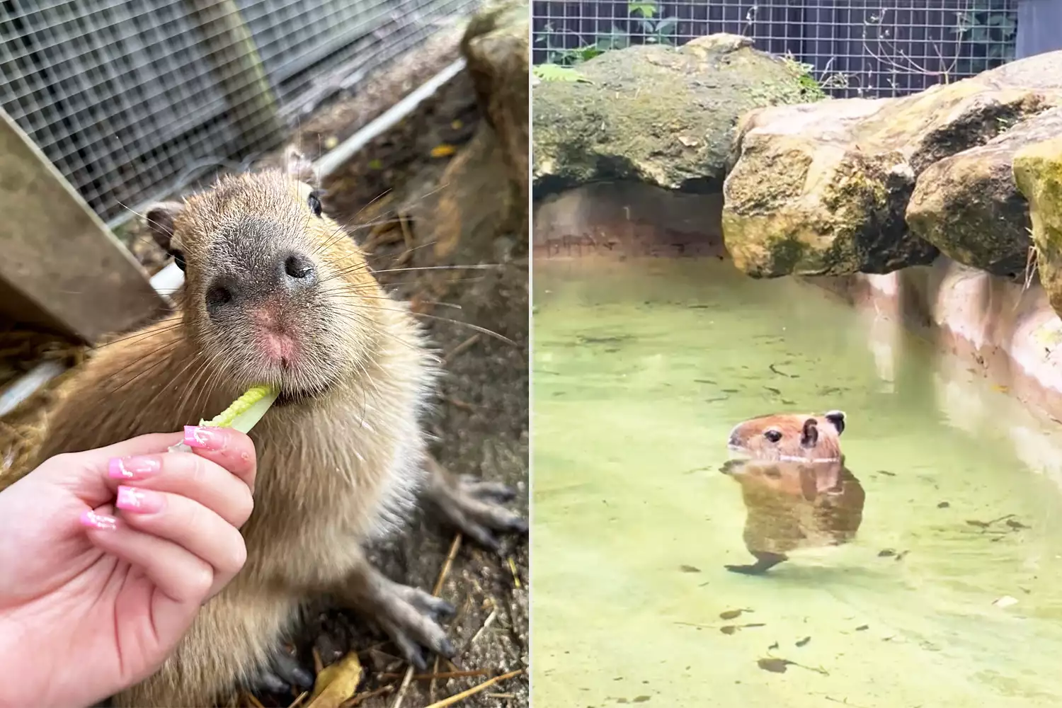 Viral Dancing Capybara