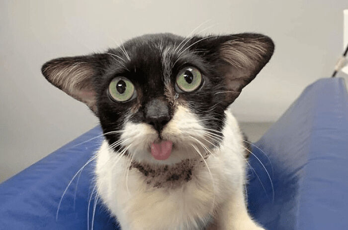 Could You Name This Facial Expression? Or This Cat Tries To Scare Her Humans But Ends Up Incredibly Cute