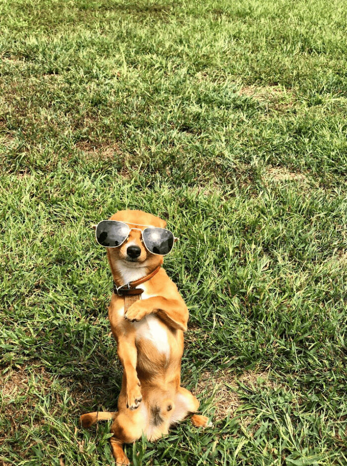 I Borrow The Sunglasses Of My Dad And Wear Them For A While. Do I Look Cool?