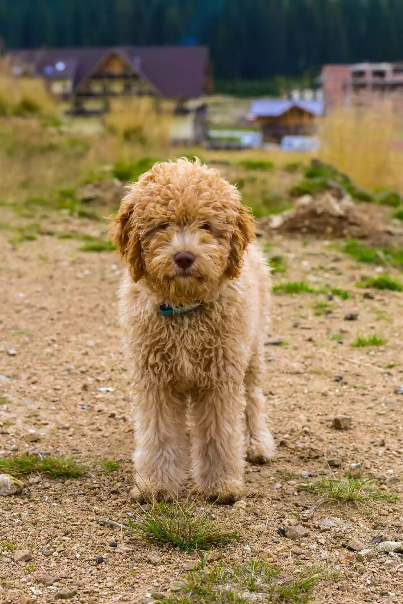 brown lagotto romagnolo or roman water dog standing on dirt path