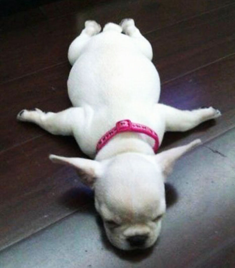 Clearly this little pooch's pot-belly is too much for his legs to handle