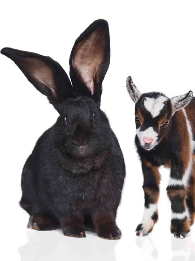 The 10 Largest Rabbits In The World Cover image