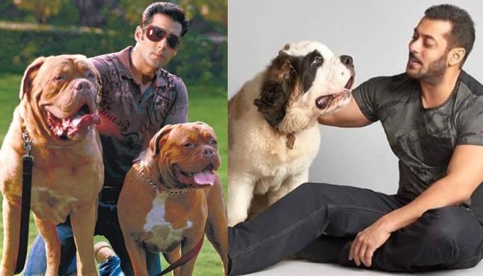 Bollywood Celebrities Who Own Expensive Pets: Salman Khan's Dogs Worth  Almost Rs. 2 Lakhs And More