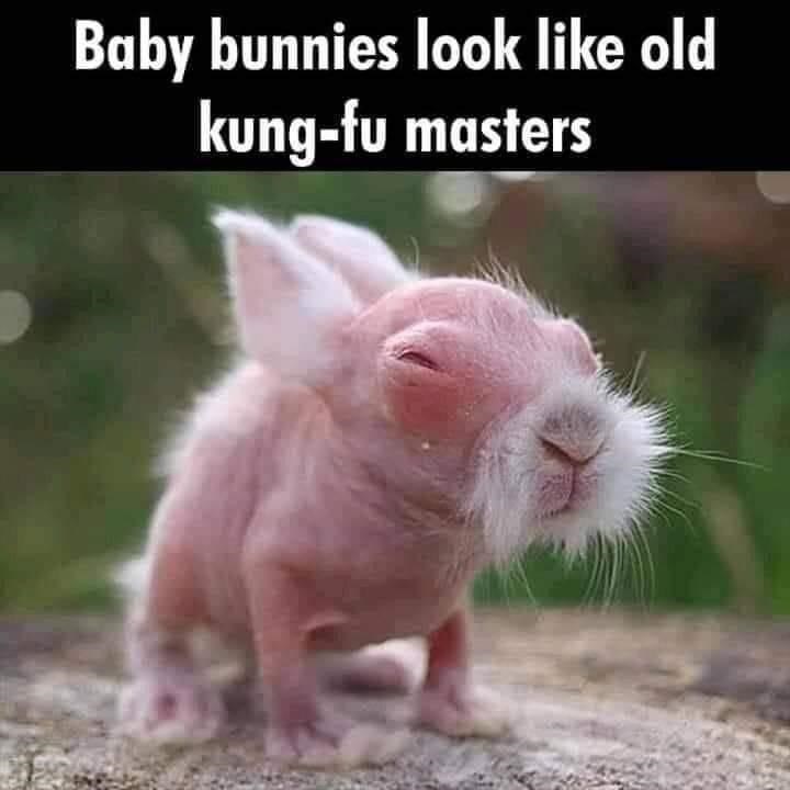 Baby bunnies look like old kung-fu masters