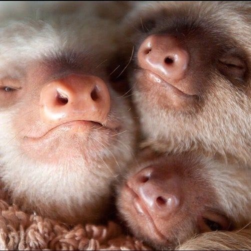 baby sloth - Mammal