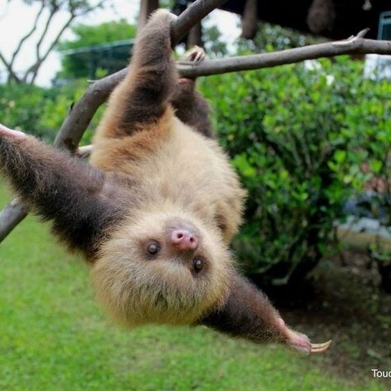 baby sloth - Mammal - Tou