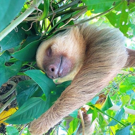 baby sloth - Mammal