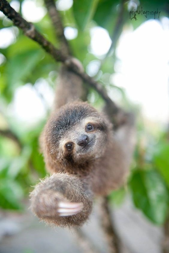 baby sloth - Nature