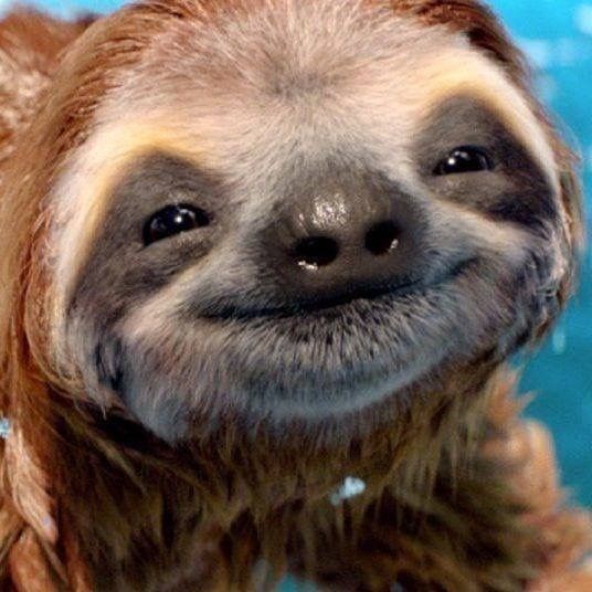 baby sloth - Three-toed sloth