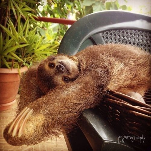 baby sloth - Three-toed sloth