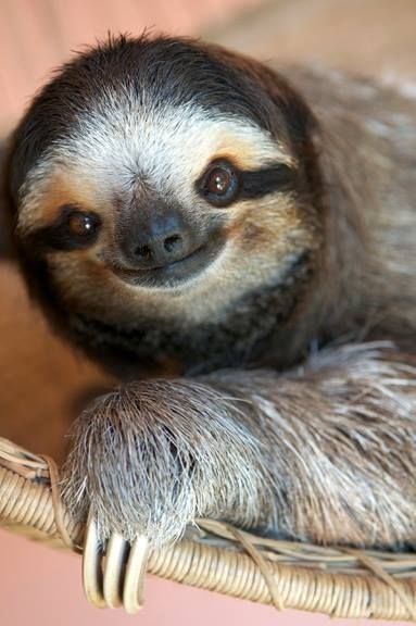 baby sloth - Vertebrate