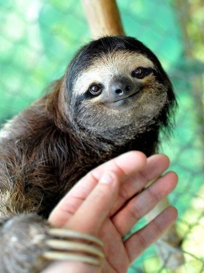 baby sloth - Vertebrate