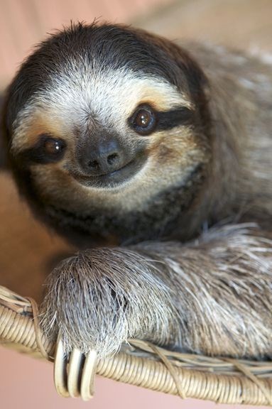 baby sloth - Vertebrate