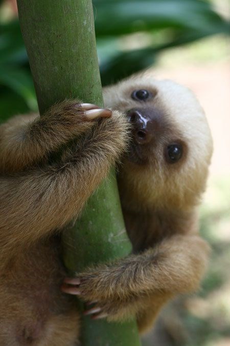 baby sloth - Vertebrate