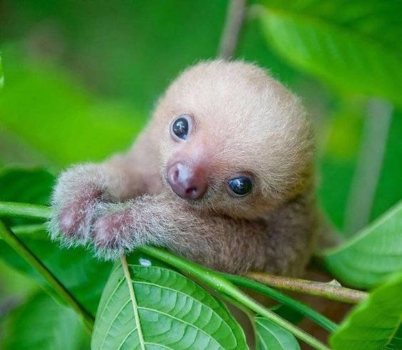 baby sloth - Vertebrate