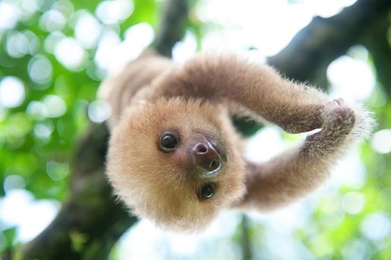 baby sloths - Mammal