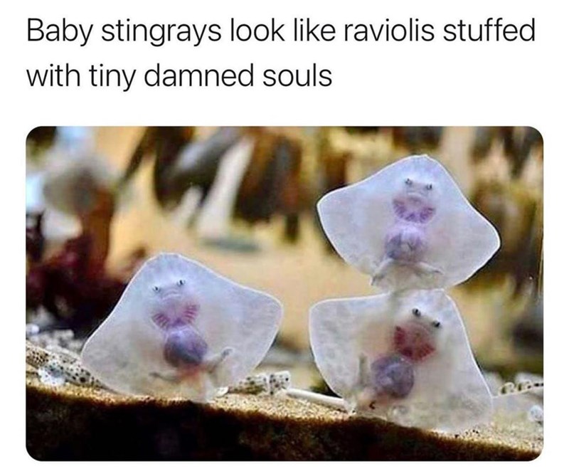 Baby stingrays look like raviolis stuffed with tiny damned souls