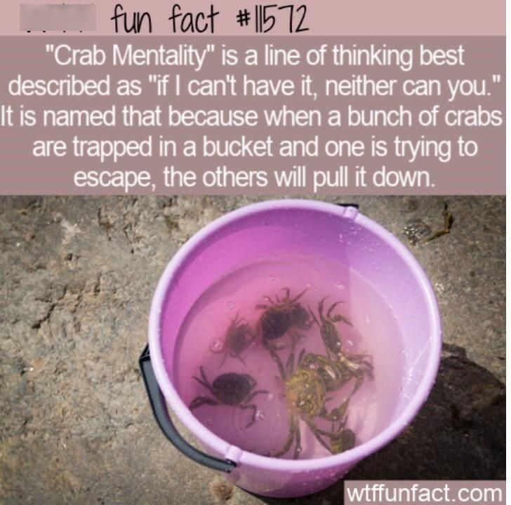 fun fact #11572 "Crab Mentality" is a line of thinking best described as "if I can't have it, neither can you." It is named that because when a bunch of crabs are trapped in a bucket and one is trying to escape, the others will pull it down. wtffunfact.com