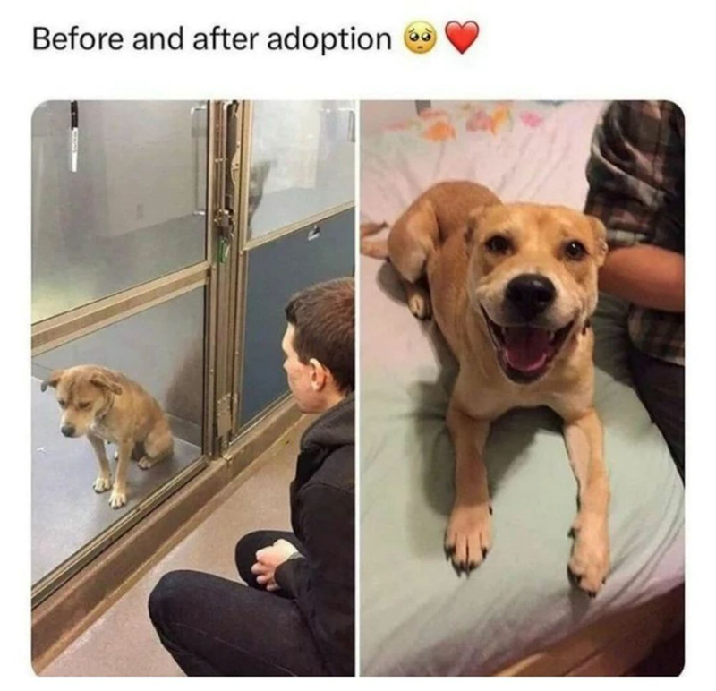 Before and after adoption