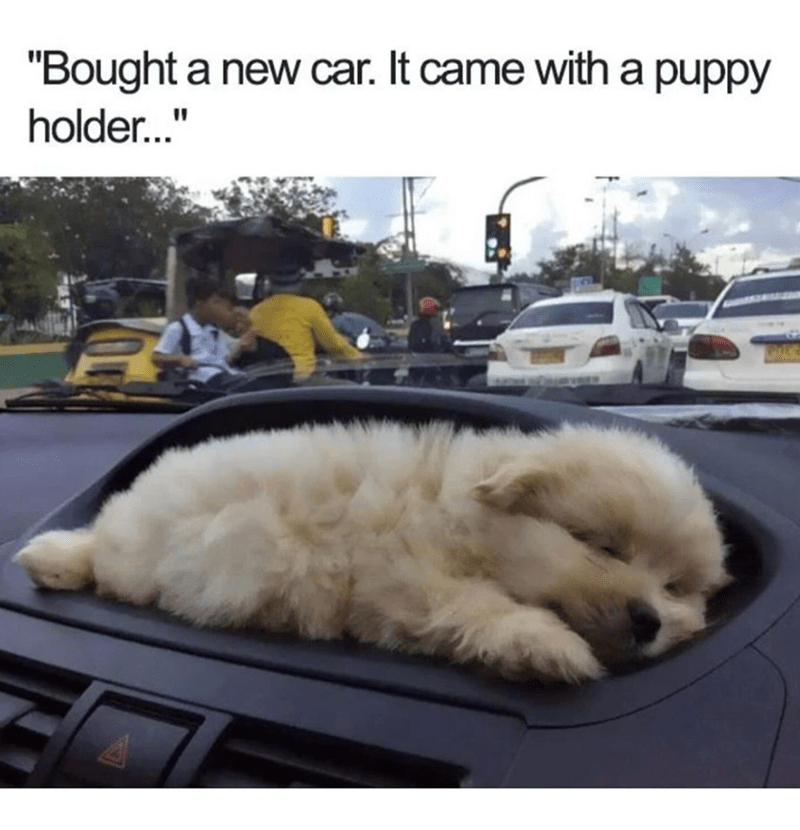 "Bought a new car. It came with a puppy holder..."