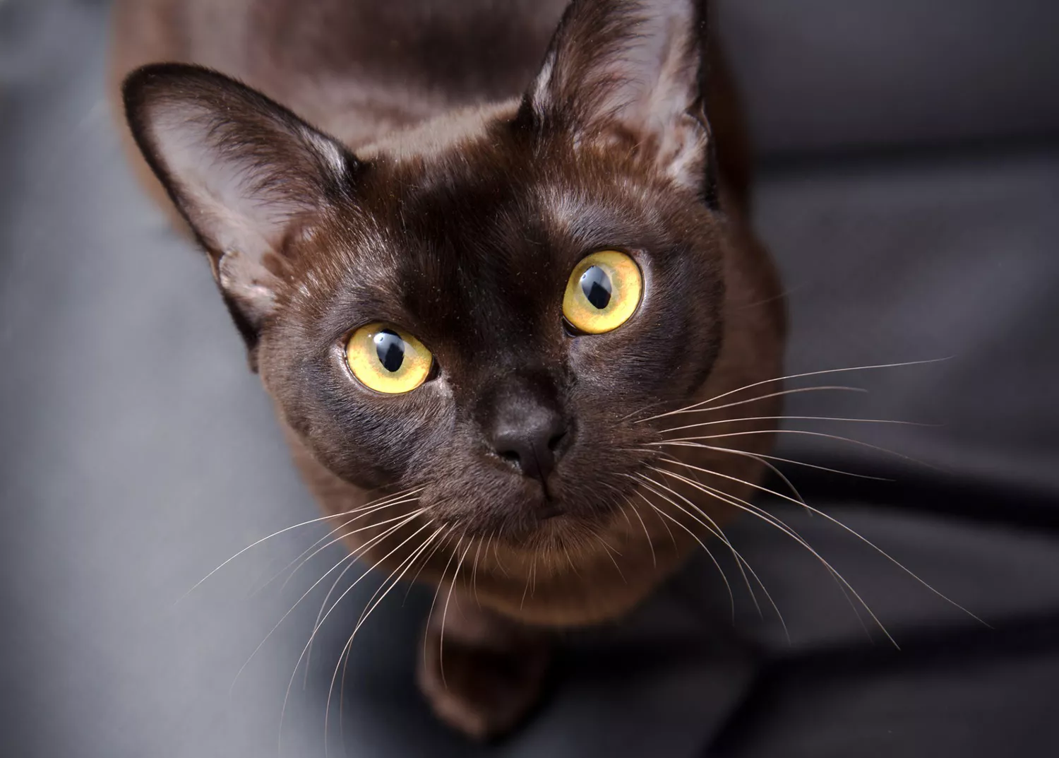 brown european burmese cat looking at camera