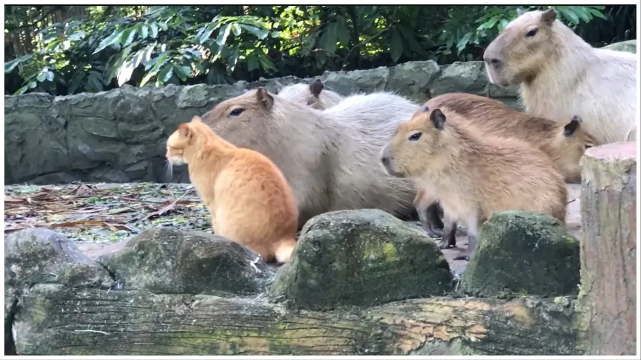 Oyen the Orange Cat Is Officially Part of This Malaysian Capybara Herd |  The Mary Sue