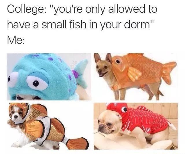 College: "you're only allowed to have a small fish in your dorm" Me: