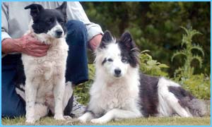 two collie mixes