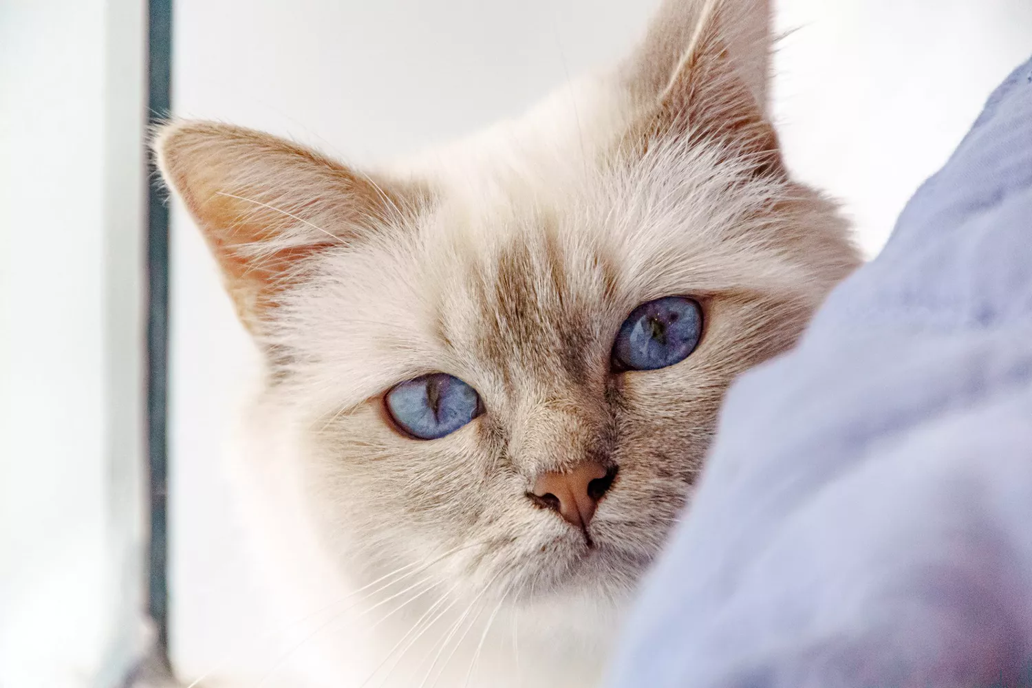 light color Birman kitten peeking around curtain