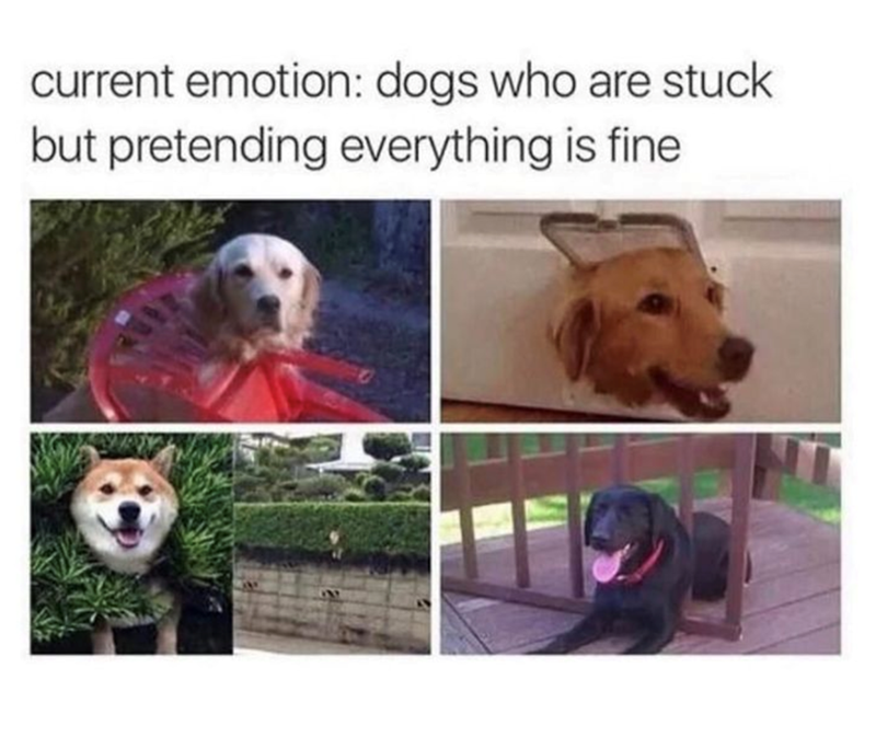 current emotion: dogs who are stuck but pretending everything is fine T