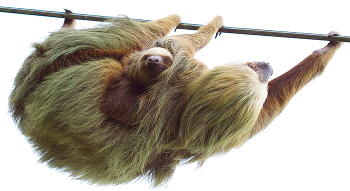 While Driving Along A Mountain Road In Costa Rica A Wild Sloth Appears With A Surprise