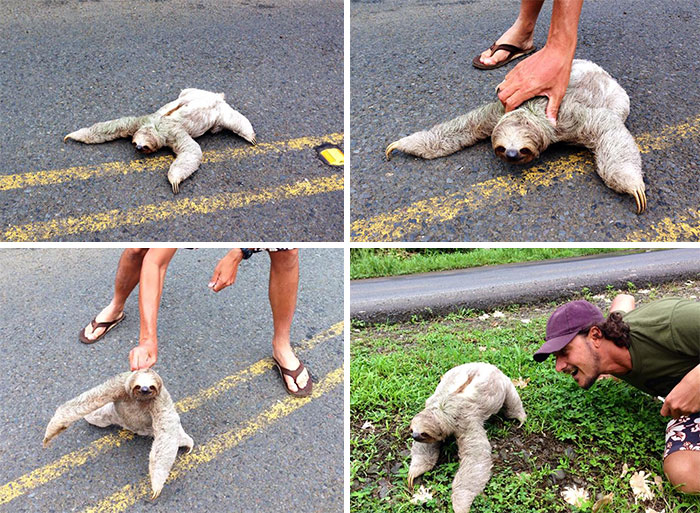 My Friend Saves A Sloth From The Middle Of The Road