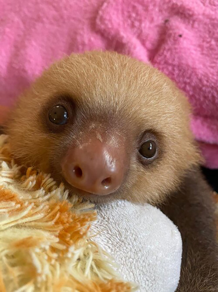 Cute Baby Sloth