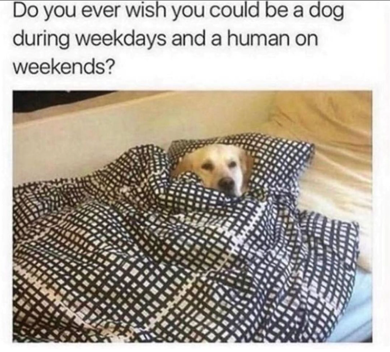 Do you ever wish you could be a dog during weekdays and a human on weekends?