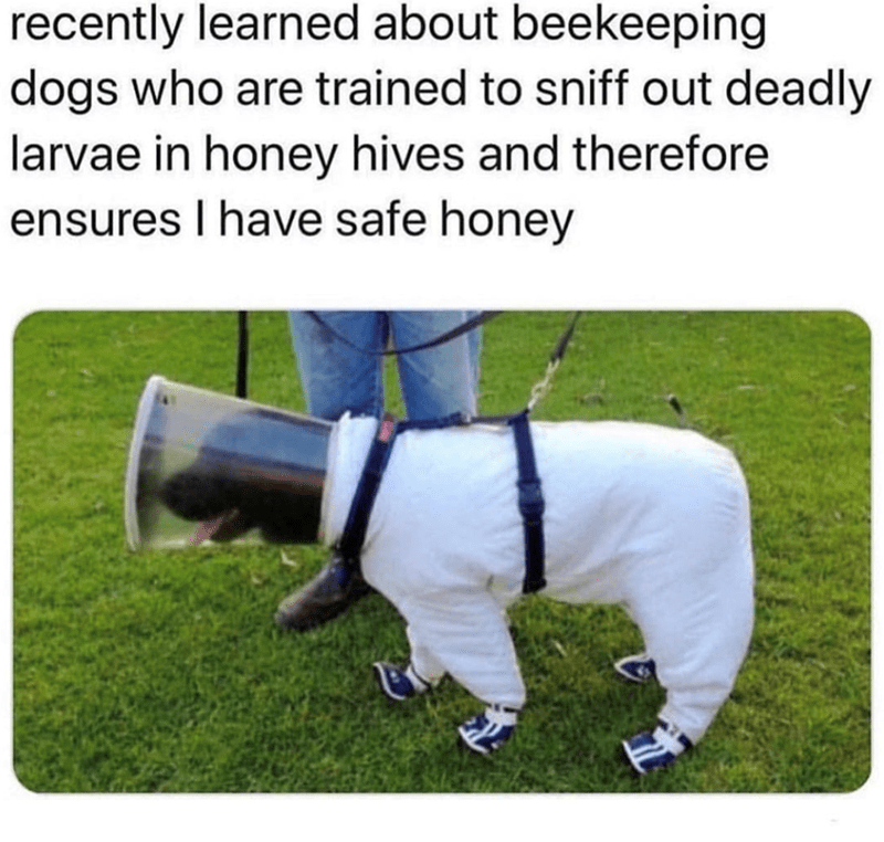 recently learned about beekeeping dogs who are trained to sniff out deadly larvae in honey hives and therefore ensures I have safe honey