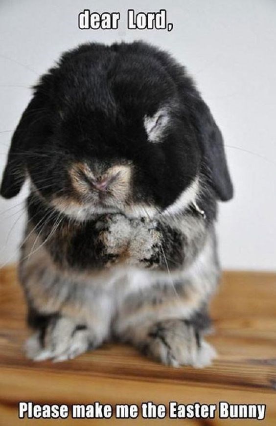 Domestic rabbit - dear Lord, Please make me the Easter Bunny