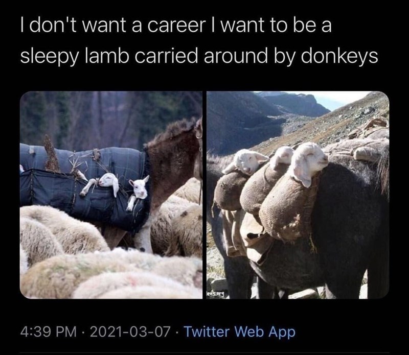I don't want a career I want to be a sleepy lamb carried around by donkeys 4:39 PM 2021-03-07 Twitter Web App