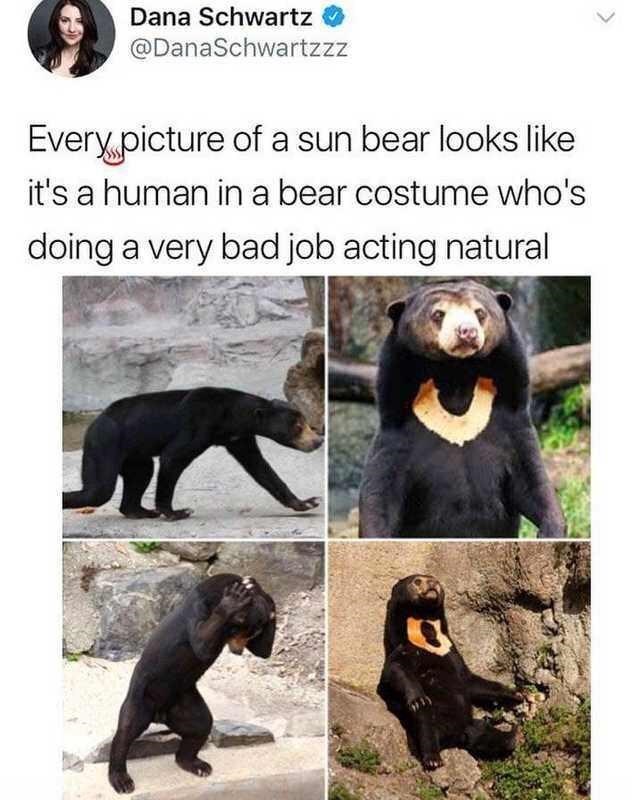 Dana Schwartz @DanaSchwartzzz Every picture of a sun bear looks like it's a human in a bear costume who's doing a very bad job acting natural