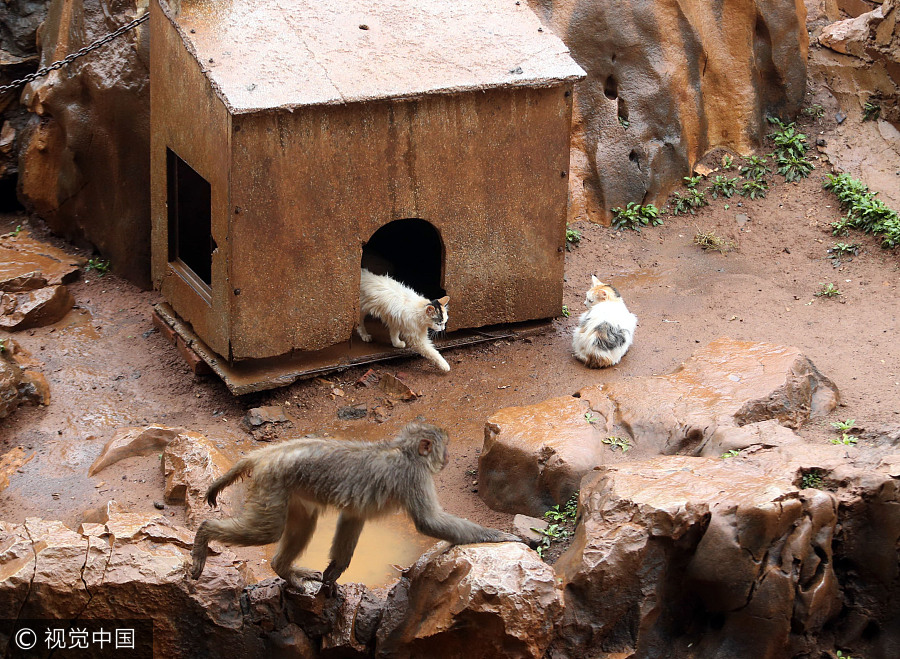 Cats help monkeys fend off rats in zoo[4]- Chinadaily.com.cn