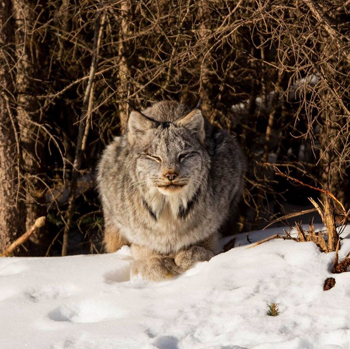 Meet The Canada Lynx Cat With Paws As Big As A Human Hand