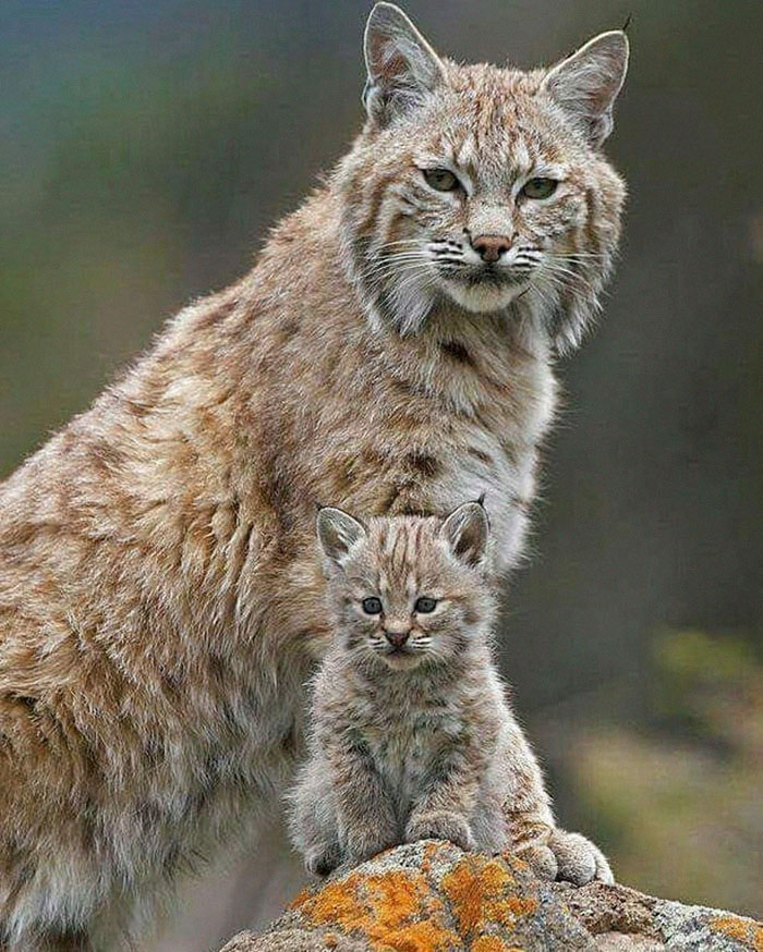 Meet The Canada Lynx Cat With Paws As Big As A Human Hand