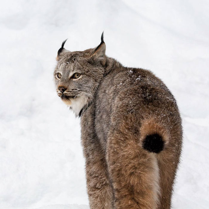 Meet The Canada Lynx Cat With Paws As Big As A Human Hand